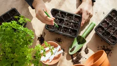 Vad du ska så i januari: trädgårdsmästare listar de 5 bästa grönsakerna