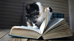 Varför katten sitter på saker som ägaren använder: experter pekar ut fyra orsaker