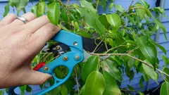 Vilka krukväxter måste du absolut beskära i januari: En florist listar 9 arter