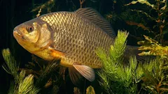 Den här fisken kan leva utan syre i flera månader – hur klarar den det?