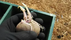 Skynda dig inte att slänga groddad potatis: 3 överraskande sätt att använda den