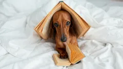 Hundar kan lära sig nya ord genom att tjuvlyssna på sina ägare: Hur lyckas de?