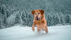 Kan det bli för kallt för att rasta hunden? Det här måste varje hundägare veta