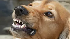 Hundar känner av allt: Huvudorsaken till varför de skäller på vissa människor men inte på andra