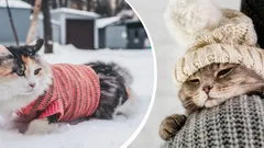 När katter börjar frysa: Experter anger den optimala temperaturen för ditt husdjur