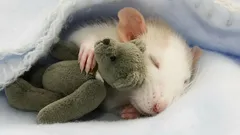 Vad drömmer råttor om: Forskare avslöjar oväntade fakta om djurens liv