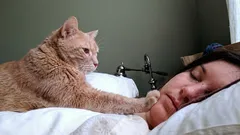 Varför väcker katten sin ägare på morgonen: experter förklarar beteendet