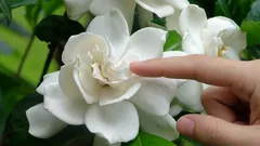 Den bästa krukväxten för hemmet: Dess lyxiga doft fyller hela rummet