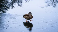Hur fåglar kan stå länge på isen: Här är deras smarta knep