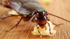 Vägglöss och kackerlackor försvinner från hemmet: En erfaren expert avslöjar en enkel hemlighet