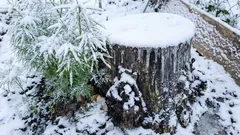 Vad kan man strö på en stubbe så att den ruttnar: det berättar inte grannarna om