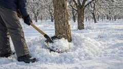 Hur du skyddar trädgårdsträd mot vinterfrost: ett enkelt och prisvärt sätt